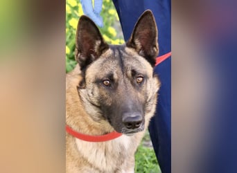 Lampo - lernfreudig, freundlich und zutraulich