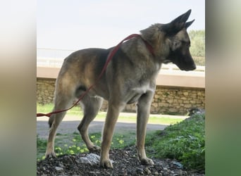 Lampo - lernfreudig, freundlich und zutraulich