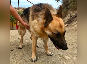 Aslan - Schäferhund-Mix Rüde - zutraulich, lernfreudig, offen