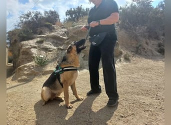 Harry, freundlich, neugierig und "arbeitswillig"