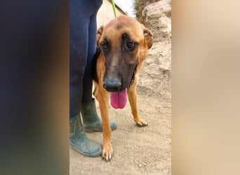 Atlas - Schäferhundmix Rüde - offen, freundlich, zutraulich