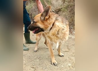 Aslan - Schäferhund-Mix Rüde - zutraulich, lernfreudig, offen