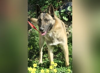 Lampo - lernfreudig, freundlich und zutraulich