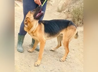 Atlas - Schäferhundmix Rüde - offen, freundlich, zutraulich