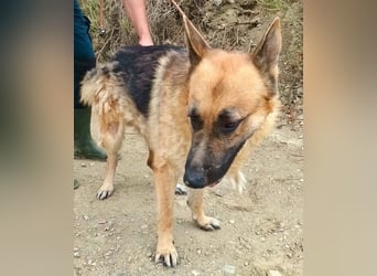 Aslan - Schäferhund-Mix Rüde - zutraulich, lernfreudig, offen
