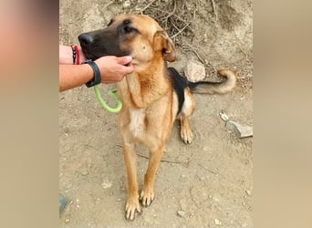 Atlas - Schäferhundmix Rüde - offen, freundlich, zutraulich