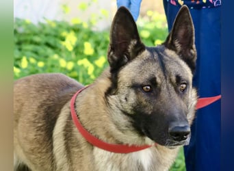 Lampo - lernfreudig, freundlich und zutraulich