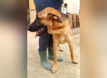 Atlas - Schäferhundmix Rüde - offen, freundlich, zutraulich