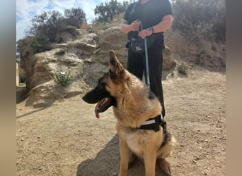 Harry, freundlich, neugierig und "arbeitswillig"