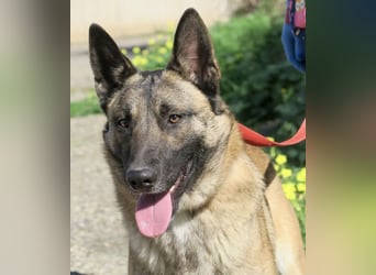 Lampo - lernfreudig, freundlich und zutraulich