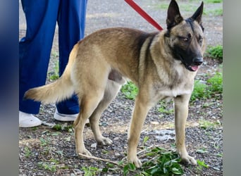 Lampo - lernfreudig, freundlich und zutraulich