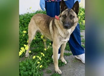 Lampo - lernfreudig, freundlich und zutraulich