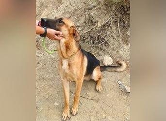 Atlas - Schäferhundmix Rüde - offen, freundlich, zutraulich