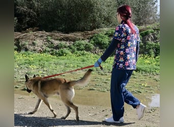 Lampo - lernfreudig, freundlich und zutraulich