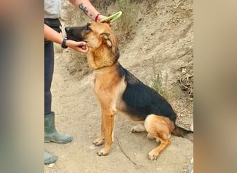 Atlas - Schäferhundmix Rüde - offen, freundlich, zutraulich