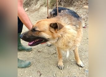 Aslan - Schäferhund-Mix Rüde - zutraulich, lernfreudig, offen
