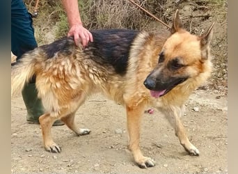 Aslan - Schäferhund-Mix Rüde - zutraulich, lernfreudig, offen