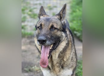 Schäferhund Argo sucht sein Zuhause