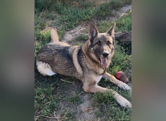 Schäferhund Argo sucht sein Zuhause