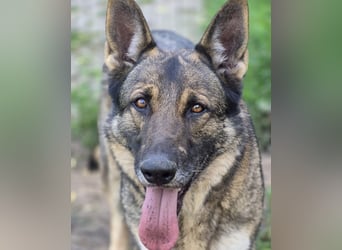 Schäferhund Argo sucht sein Zuhause