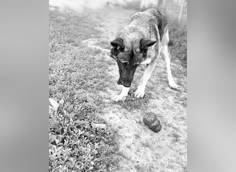 Schäferhund Argo sucht sein Zuhause