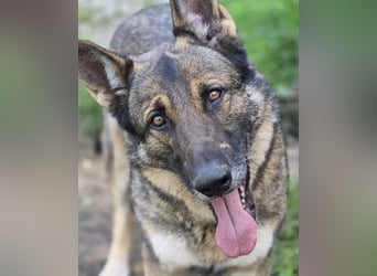 Schäferhund Argo sucht sein Zuhause