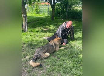 Schäferhund Argo sucht sein Zuhause