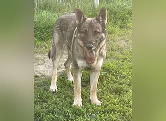 Schäferhund Argo sucht sein Zuhause