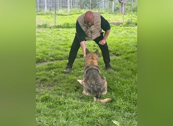 Schäferhund Argo sucht sein Zuhause