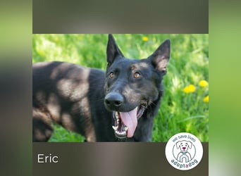 Eric - schwarze Schönheit sucht seine Menschen