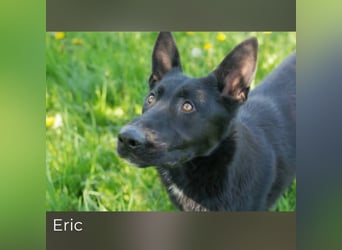Eric - schwarze Schönheit sucht seine Menschen