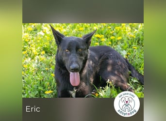 Eric - schwarze Schönheit sucht seine Menschen