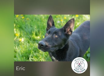 Eric - schwarze Schönheit sucht seine Menschen