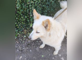 Klara - weißer Schäferhund-Mischling möchte sein Ticket von Rumänien nach Deutschland