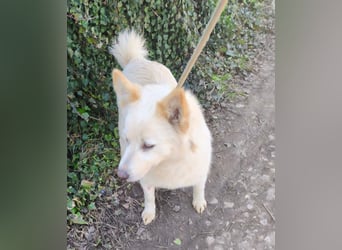 Klara - weißer Schäferhund-Mischling möchte sein Ticket von Rumänien nach Deutschland