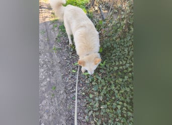 Klara - weißer Schäferhund-Mischling möchte sein Ticket von Rumänien nach Deutschland