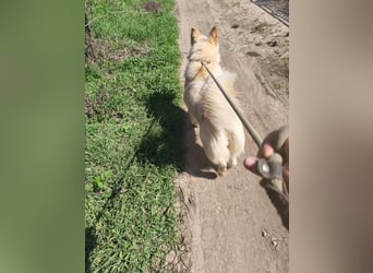 Klara - weißer Schäferhund-Mischling möchte sein Ticket von Rumänien nach Deutschland