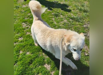 Klara - weißer Schäferhund-Mischling möchte sein Ticket von Rumänien nach Deutschland