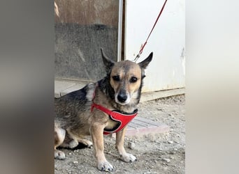 6 Jahre Warten – Leon sehnt sich nach einem warmen Zuhause!