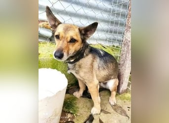 6 Jahre Warten – Leon sehnt sich nach einem warmen Zuhause!