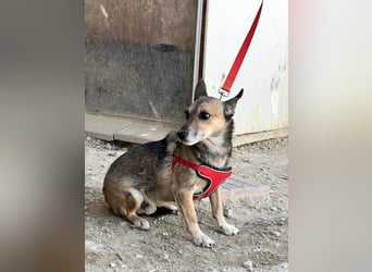 6 Jahre Warten – Leon sehnt sich nach einem warmen Zuhause!