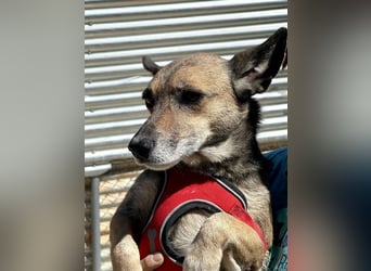 6 Jahre Warten – Leon sehnt sich nach einem warmen Zuhause!