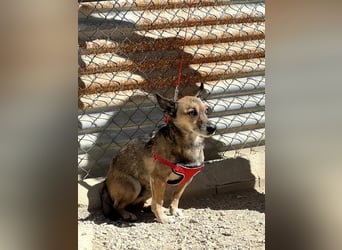 6 Jahre Warten – Leon sehnt sich nach einem warmen Zuhause!