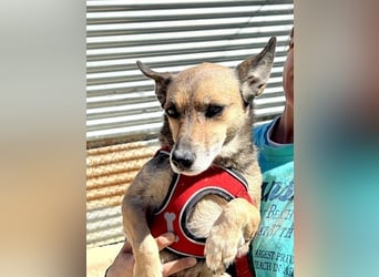 6 Jahre Warten – Leon sehnt sich nach einem warmen Zuhause!