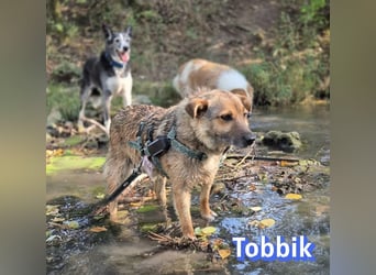Tobbik, 05/21 - fröhliche Schmusebacke sucht Zuhause in 91413 Unternesselbach
