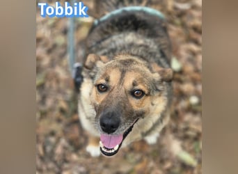 Tobbik, 05/21 - fröhliche Schmusebacke sucht Zuhause in 91413 Unternesselbach