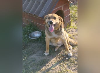 Tobbik, 05/21 - fröhliche Schmusebacke sucht Zuhause in 91413 Unternesselbach