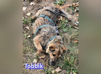 Tobbik, 05/21 - fröhliche Schmusebacke sucht Zuhause in 91413 Unternesselbach