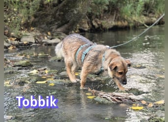 Tobbik, 05/21 - fröhliche Schmusebacke sucht Zuhause in 91413 Unternesselbach