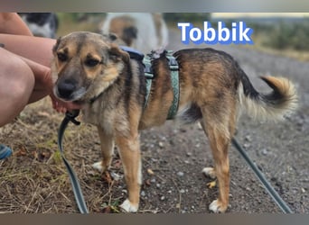 Tobbik, 05/21 - fröhliche Schmusebacke sucht Zuhause in 91413 Unternesselbach